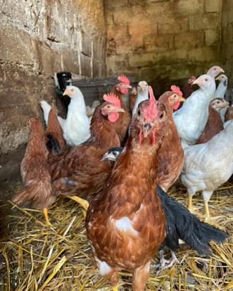 Gallinelle razza oviola