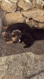 Cuccioli pastore tedesco incrocio