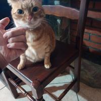 Gatto rosso