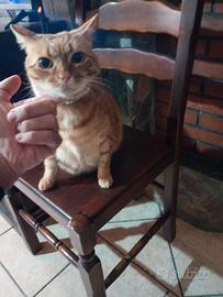 Gatto rosso