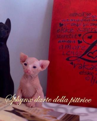 Cuccioli sphynx disponibili