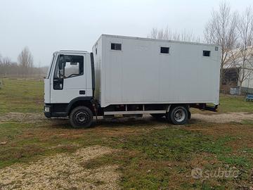 Camion Van trasporto Cavalli 