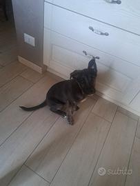 Simil pastore belga Malinois