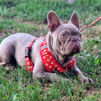 Bulldog francese Isabella