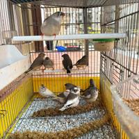 Diamantini Mandarino