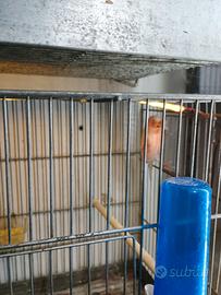 Canarino arlecchino portoghese