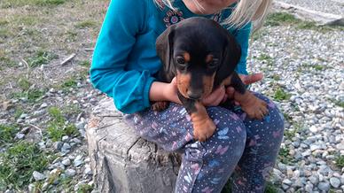 Bassotto nano cuccioli