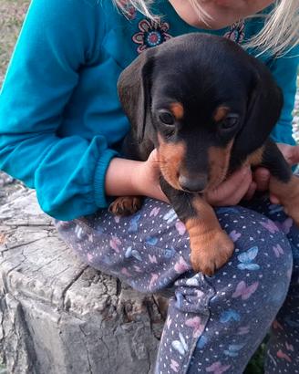 Bassotto nano cuccioli