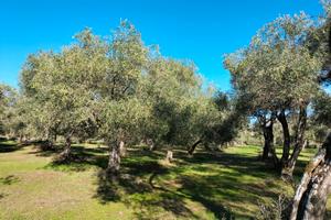 Oliveto in produzione a Oristano Silì