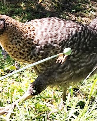 Galline Campagnole dalle uova XxL