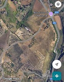 Uliveto in Provincia di Palermo-Territorio Ciminna