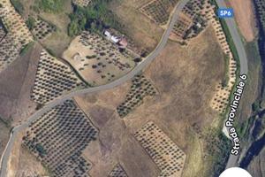 Uliveto in Provincia di Palermo-Territorio Ciminna