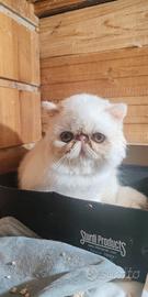 Cuccioli exotic sh