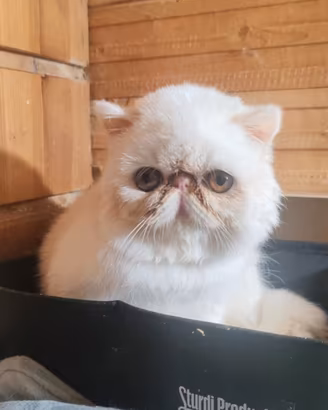 Cuccioli exotic sh