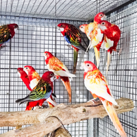 Pappagallo Rosella varie mutazioni