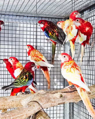 Pappagallo Rosella varie mutazioni