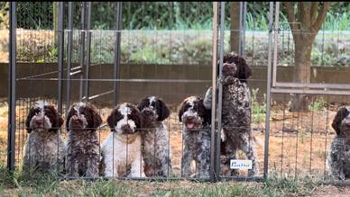 Cuccioli di Lagotto Romagnolo