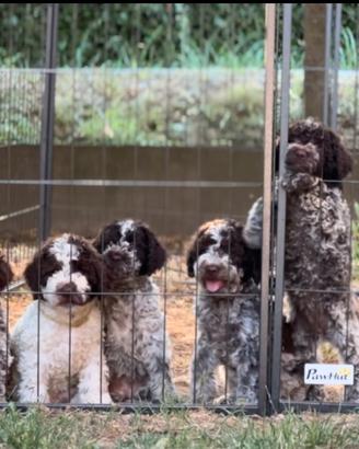 Cuccioli di Lagotto Romagnolo