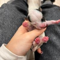 C.u.c.c.i.o.l.a chihuahua mini toy