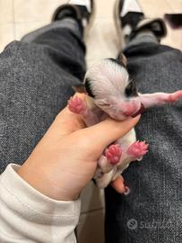 C.u.c.c.i.o.l.a chihuahua mini toy