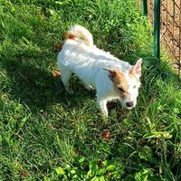 Jack Russell