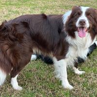 Border Collie Maschio per Monta