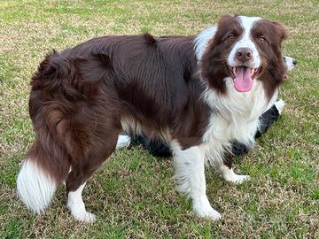 Border Collie Maschio per Monta