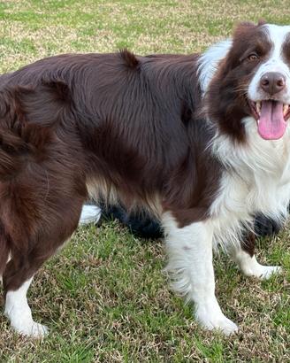 Monta Border collie Maschio