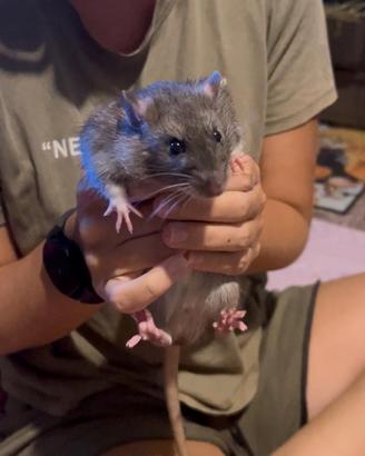 Ratti domestici 