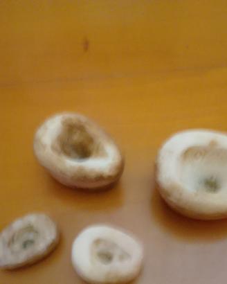 Rare Forme Antiche in Pietra - Agnello Pasquale