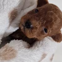 Barboncini toy minuscoli