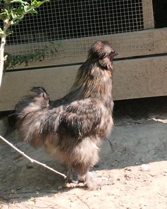 Moroseta