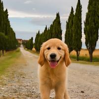 Cuccioli Golden Retriever Anglo-Americani