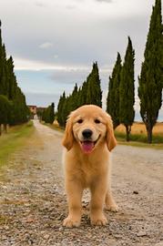 Cuccioli Golden Retriever Anglo-Americani
