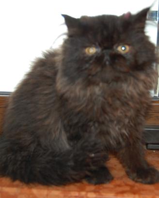 Gatto persiano maschio