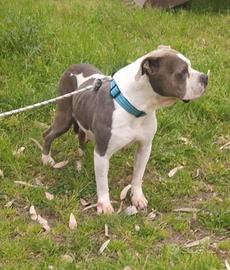 Femmina di American Bully standard