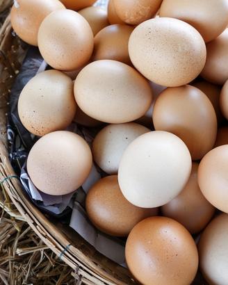 Australorp e Ovaiole