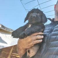 Cocker spaniel con pedigree cuccioli