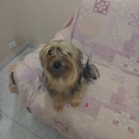 Animali
