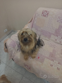 Animali