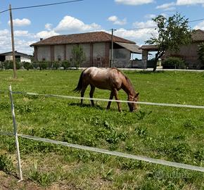 Cavallo appaloosa per passeggiate