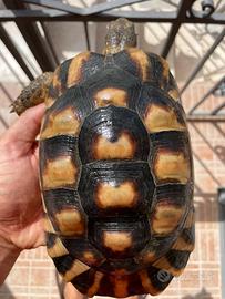 Testudo marginata