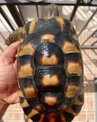 Testudo marginata