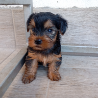 Yorkshire Toy YORKSHIRE TOY