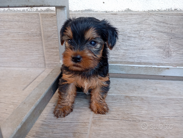 Yorkshire Toy YORKSHIRE TOY