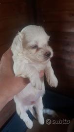 Disponibili maltese toy
