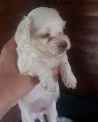 Disponibili maltese toy