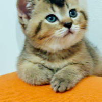 Cucciola British Shorthair - Black Golden Shaded