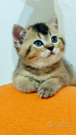 Cucciola British Shorthair - Black Golden Shaded