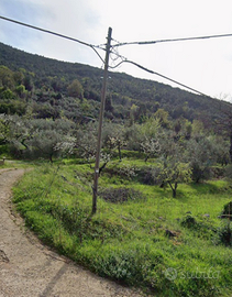 Terreno di 4539mq con uliveto secolare-Sonnino(LT)